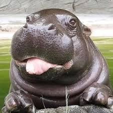 hippo