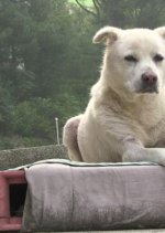 Baek-gu Korean Movie photo