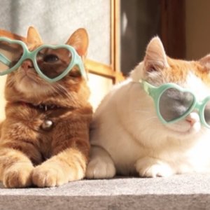 Kamisama no Boto  (2013)